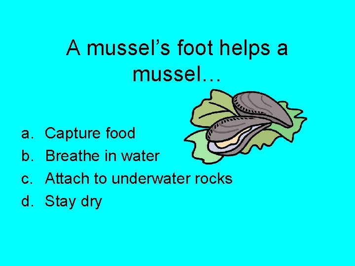A mussel’s foot helps a mussel… a. b. c. d. Capture food Breathe in