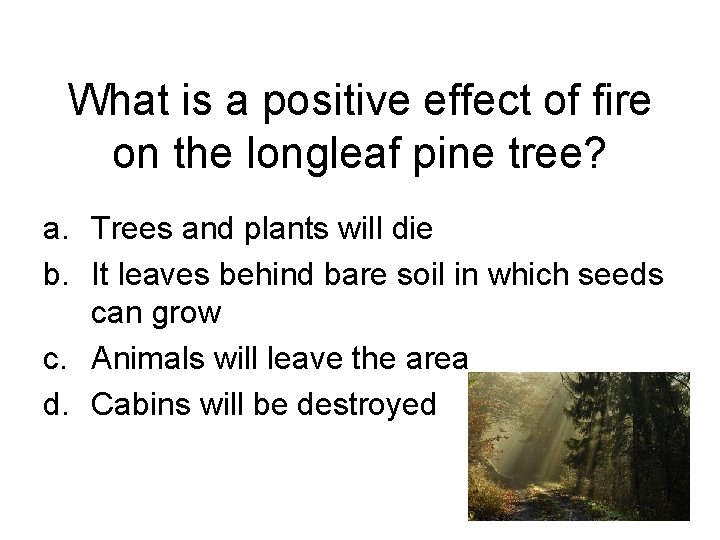 What is a positive effect of fire on the longleaf pine tree? a. Trees