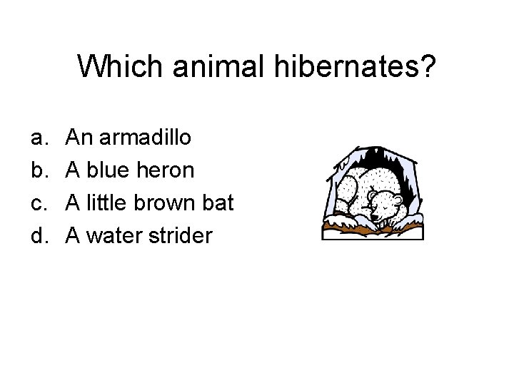 Which animal hibernates? a. b. c. d. An armadillo A blue heron A little
