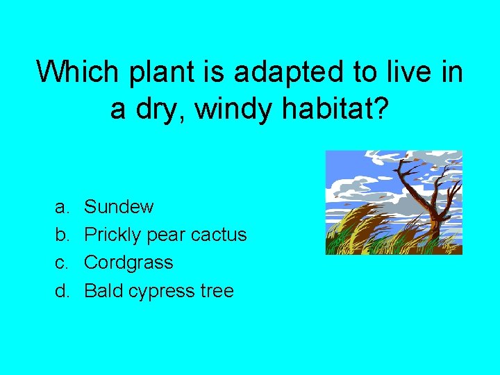 Which plant is adapted to live in a dry, windy habitat? a. b. c.