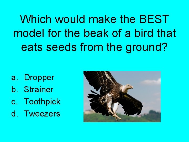 Which would make the BEST model for the beak of a bird that eats