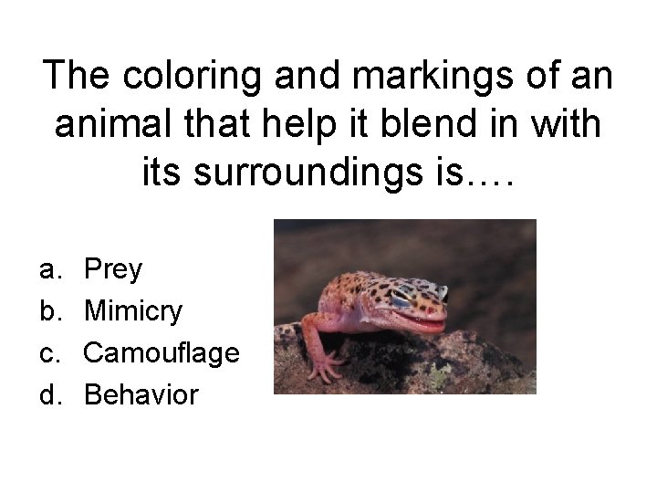 The coloring and markings of an animal that help it blend in with its