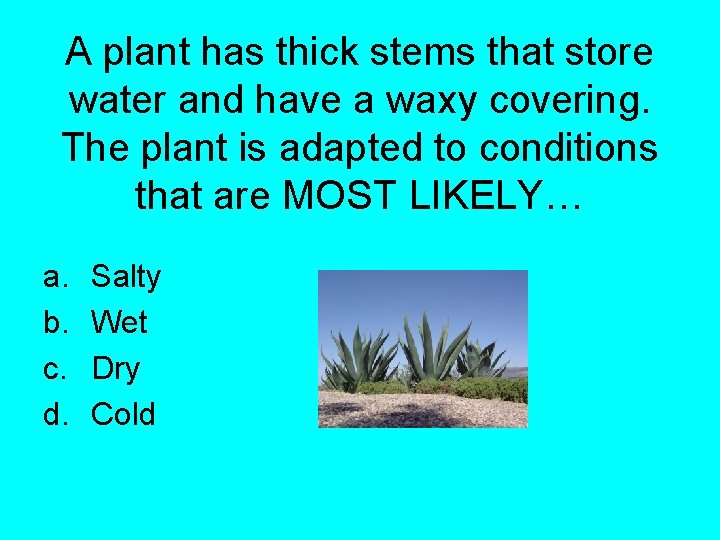 A plant has thick stems that store water and have a waxy covering. The