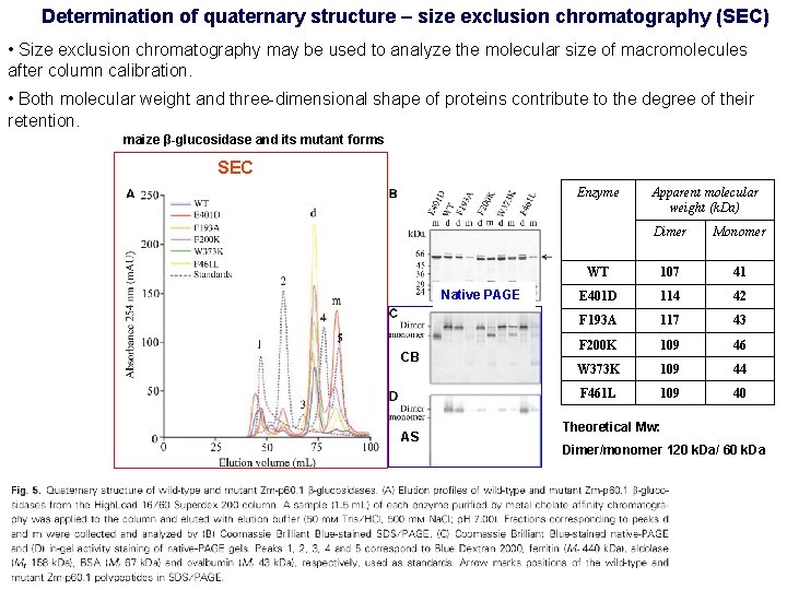 Determination of quaternary structure – size exclusion chromatography (SEC) • Size exclusion chromatography may