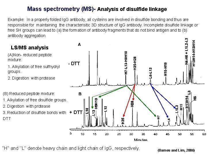 Mass spectrometry (MS)- Analysis of disulfide linkage Example: In a properly folded Ig. G