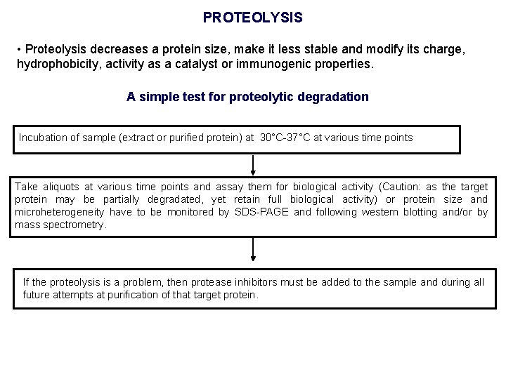 PROTEOLYSIS • Proteolysis decreases a protein size, make it less stable and modify its