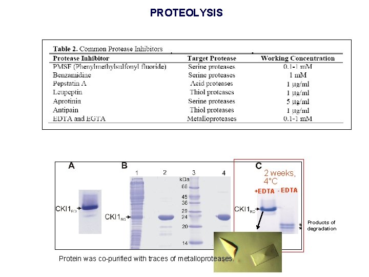 PROTEOLYSIS 2 weeks, 4°C +EDTA - EDTA Products of degradation Protein was co-purified with