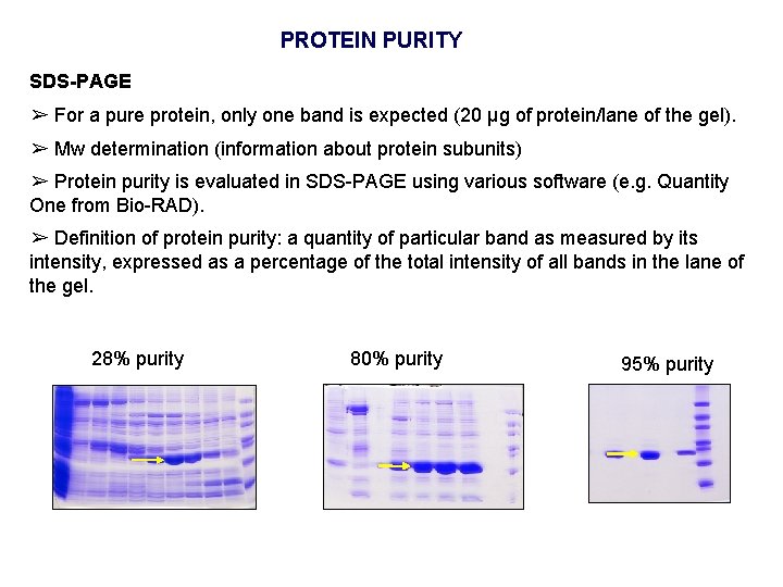 PROTEIN PURITY SDS-PAGE ➢ For a pure protein, only one band is expected (20