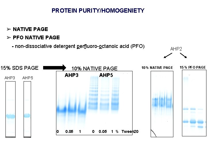 PROTEIN PURITY/HOMOGENIETY ➢ NATIVE PAGE ➢ PFO NATIVE PAGE - non-dissociative detergent perfluoro-octanoic acid
