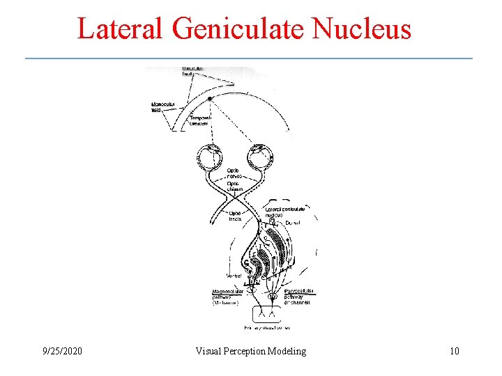 Lateral Geniculate Nucleus 9/25/2020 Visual Perception Modeling 10 
