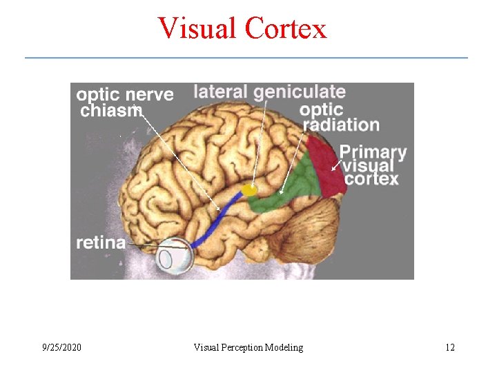 Visual Cortex 9/25/2020 Visual Perception Modeling 12 