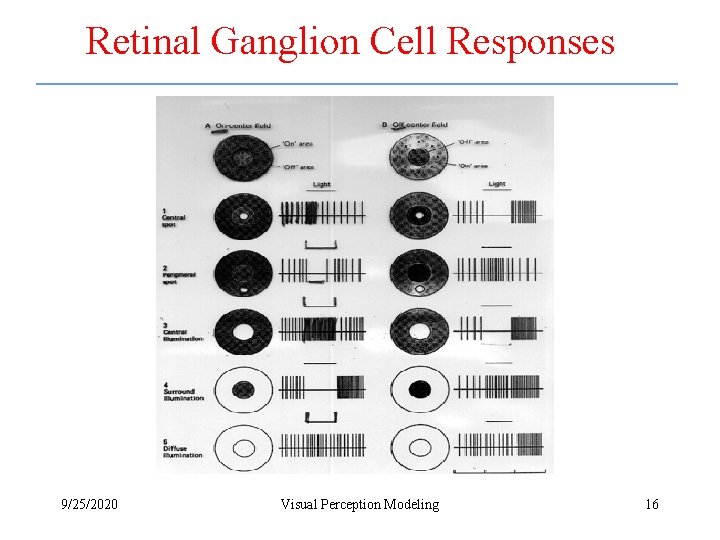 Retinal Ganglion Cell Responses 9/25/2020 Visual Perception Modeling 16 