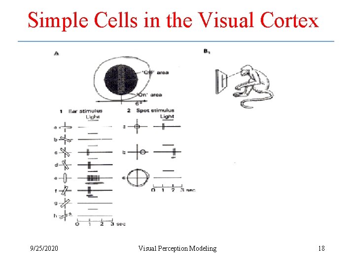 Simple Cells in the Visual Cortex 9/25/2020 Visual Perception Modeling 18 