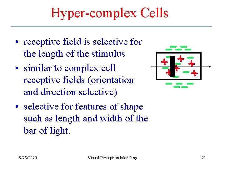 Hyper-complex Cells • receptive field is selective for the length of the stimulus •