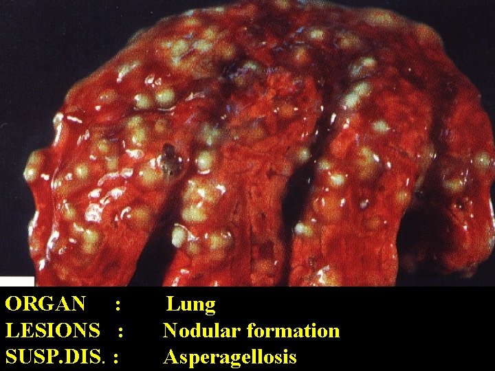 ORGAN : LESIONS : SUSP. DIS. : Lung Nodular formation Asperagellosis 