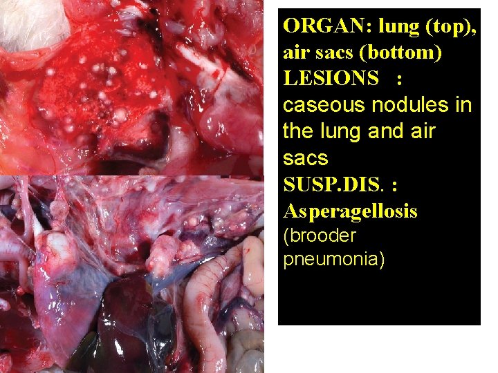 ORGAN: lung (top), air sacs (bottom) LESIONS : caseous nodules in the lung and