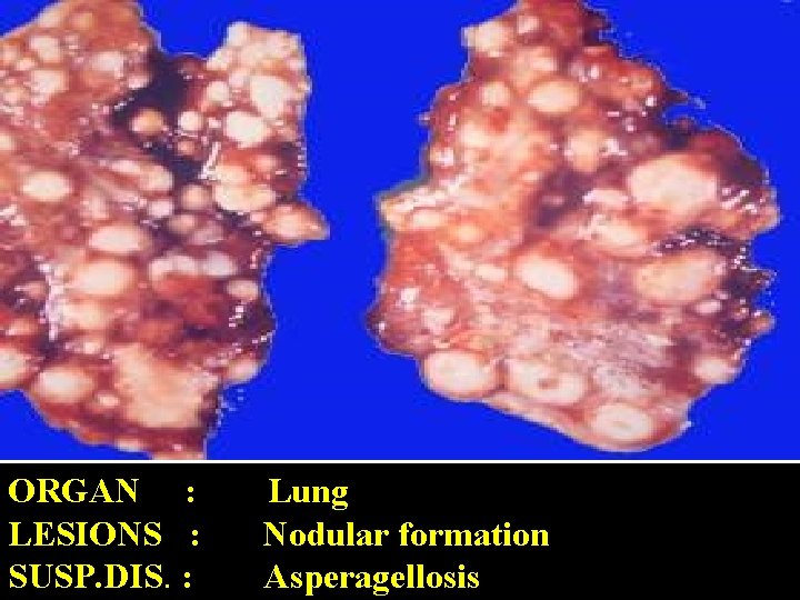 ORGAN : LESIONS : SUSP. DIS. : Lung Nodular formation Asperagellosis 
