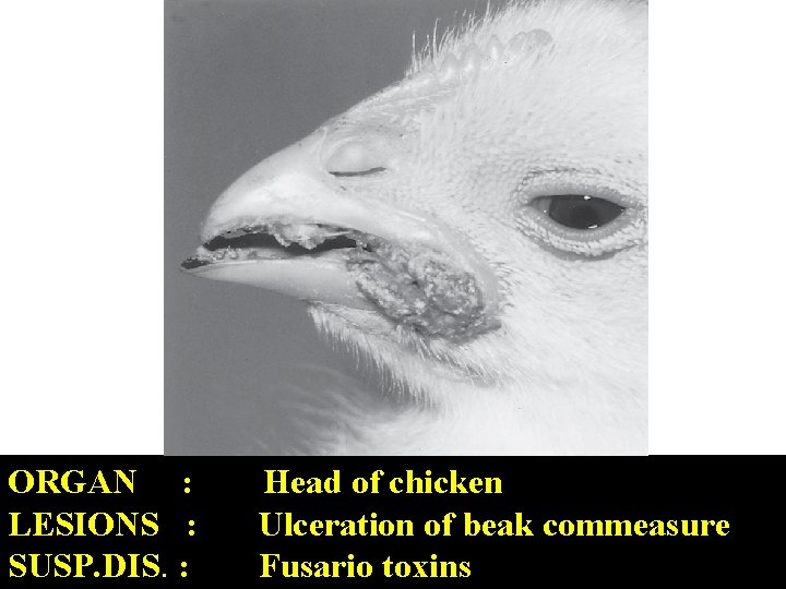 ORGAN : LESIONS : SUSP. DIS. : Head of chicken Ulceration of beak commeasure