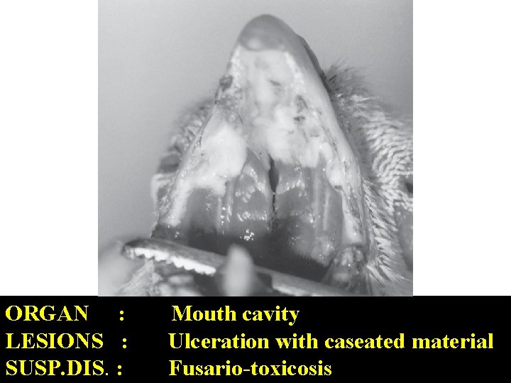 ORGAN : LESIONS : SUSP. DIS. : Mouth cavity Ulceration with caseated material Fusario-toxicosis