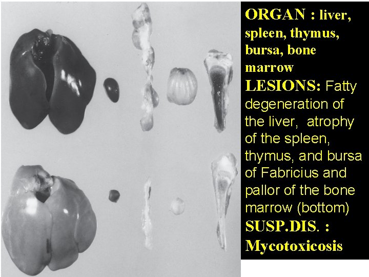 ORGAN : liver, spleen, thymus, bursa, bone marrow LESIONS: Fatty degeneration of the liver,