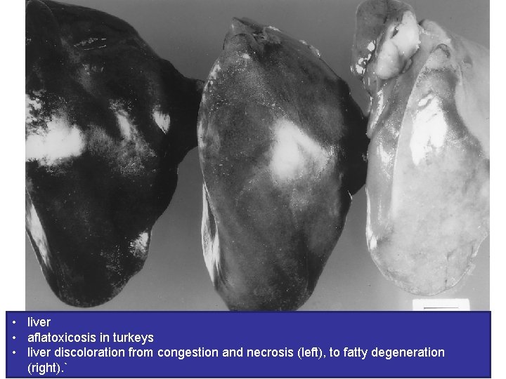  • liver • aflatoxicosis in turkeys • liver discoloration from congestion and necrosis