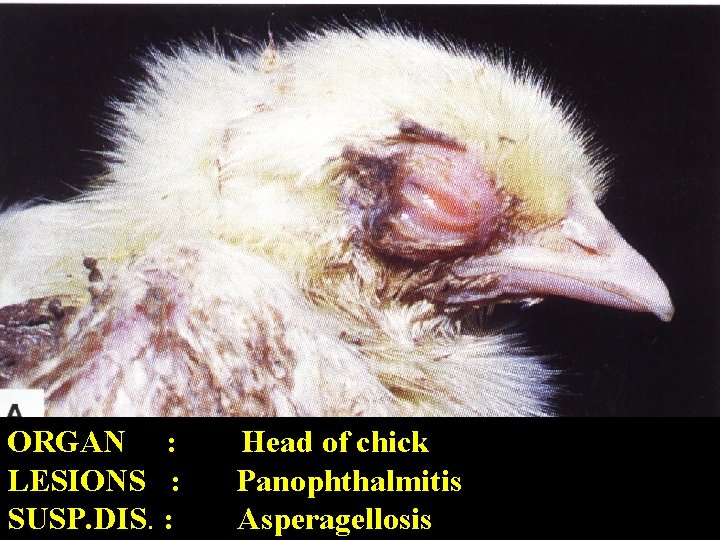 ORGAN : LESIONS : SUSP. DIS. : Head of chick Panophthalmitis Asperagellosis 