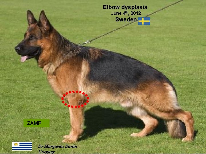 Elbow dysplasia June 4 th, 2012 Sweden ZAMP 03/10/2020 Dr Margarita Durán Uruguay 