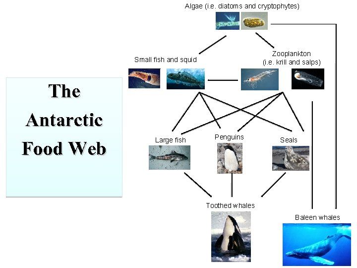 Algae (i. e. diatoms and cryptophytes) Zooplankton (i. e. krill and salps) Small fish