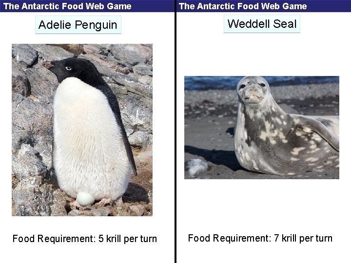 The Antarctic Food Web Game Adelie Penguin Food Requirement: 5 krill per turn The