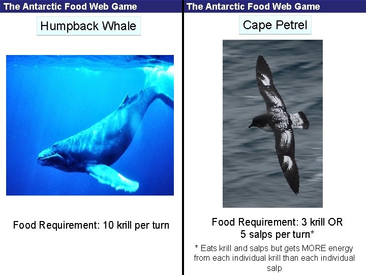 The Antarctic Food Web Game Humpback Whale Cape Petrel Food Requirement: 10 krill per