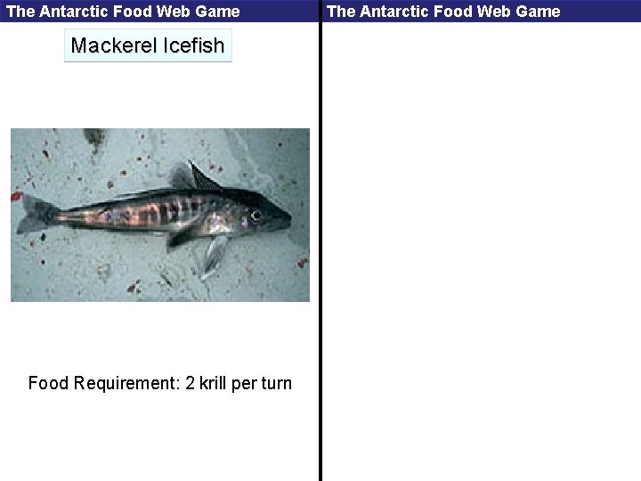 The Antarctic Food Web Game Mackerel Icefish Food Requirement: 2 krill per turn The