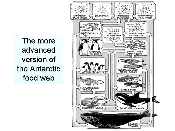 The more advanced version of the Antarctic food web 