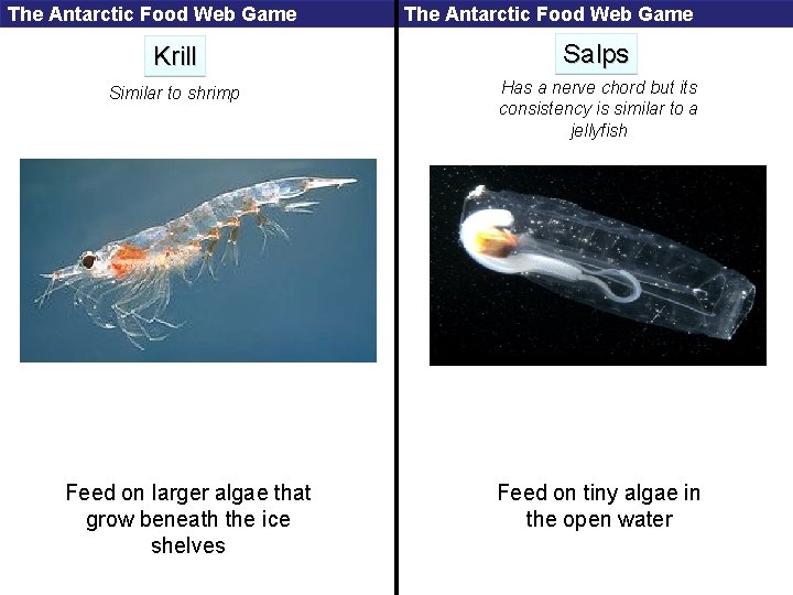 The Antarctic Food Web Game Krill Salps Similar to shrimp Has a nerve chord