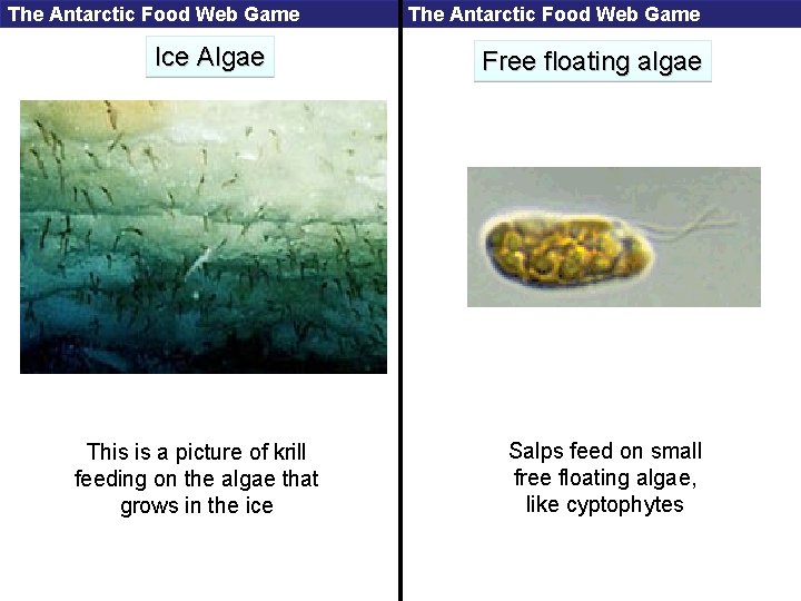 The Antarctic Food Web Game Ice Algae This is a picture of krill feeding
