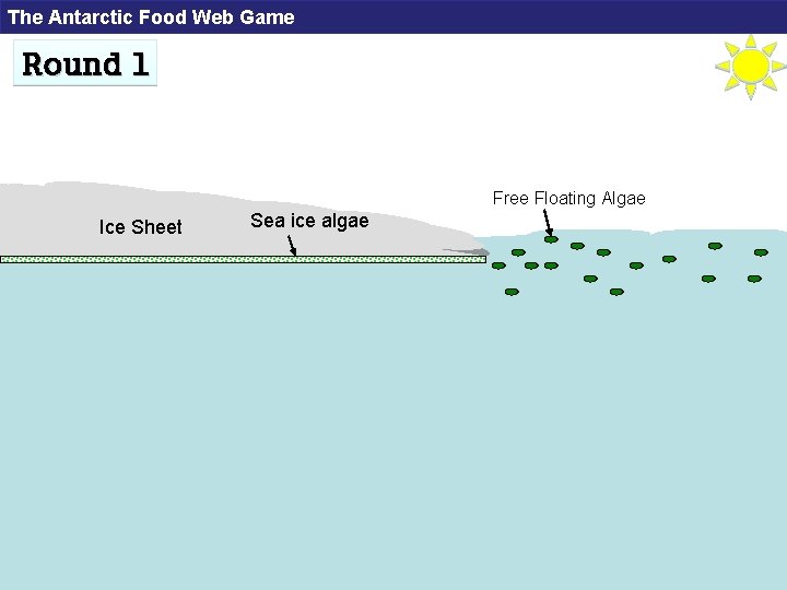 The Antarctic Food Web Game Round 1 Free Floating Algae Ice Sheet Sea ice