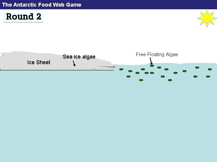 The Antarctic Food Web Game Round 2 Ice Sheet Sea ice algae Free Floating