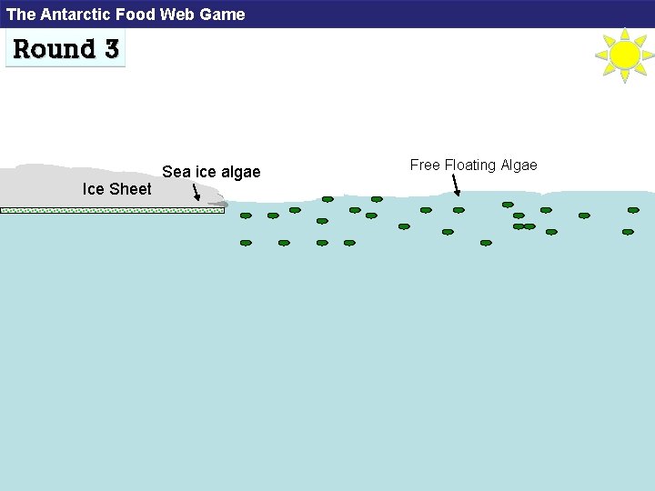The Antarctic Food Web Game Round 3 Ice Sheet Sea ice algae Free Floating
