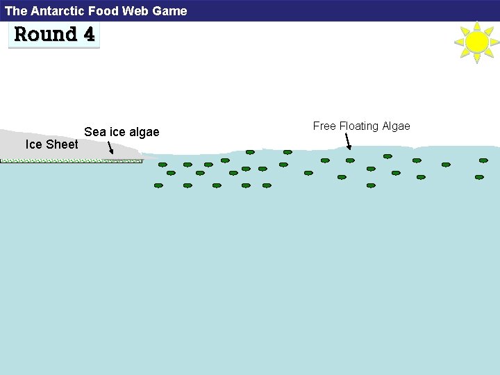 The Antarctic Food Web Game Round 4 Ice Sheet Sea ice algae Free Floating