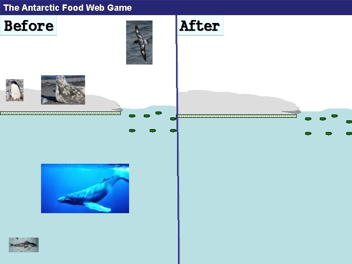 The Antarctic Food Web Game Before After 
