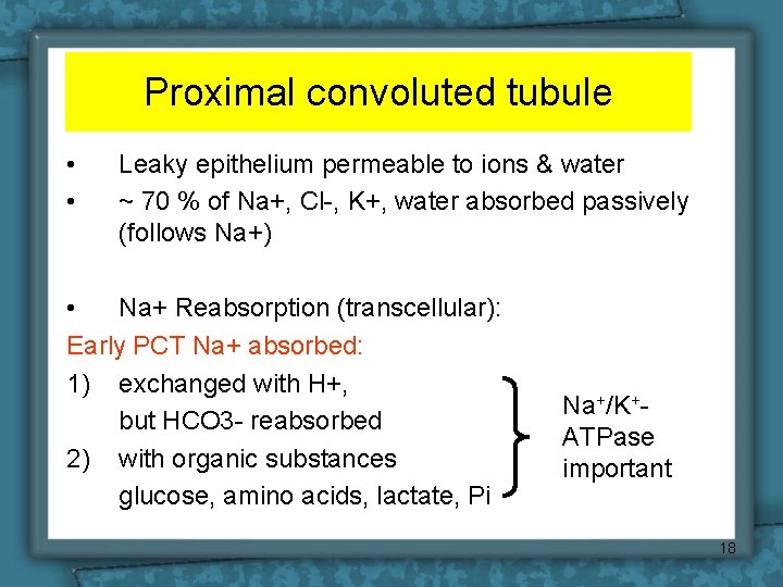 Proximal convoluted tubule • • Leaky epithelium permeable to ions & water ~ 70