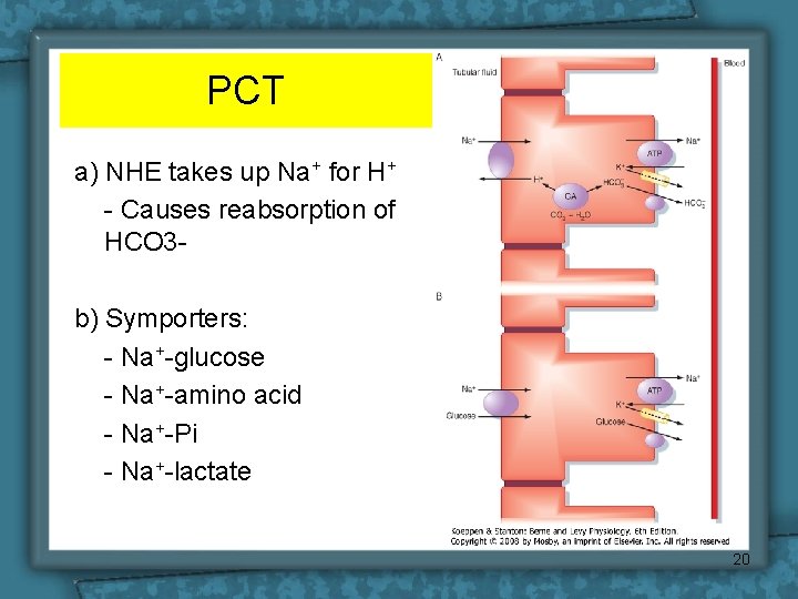 PCT a) NHE takes up Na+ for H+ - Causes reabsorption of HCO 3