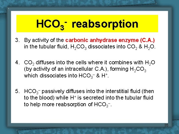 HCO 3 - reabsorption 3. By activity of the carbonic anhydrase enzyme (C. A.