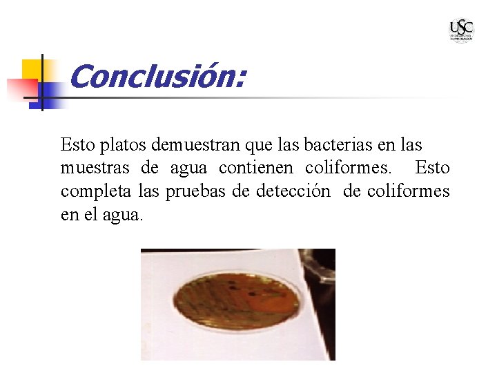 Conclusión: Esto platos demuestran que las bacterias en las muestras de agua contienen coliformes.