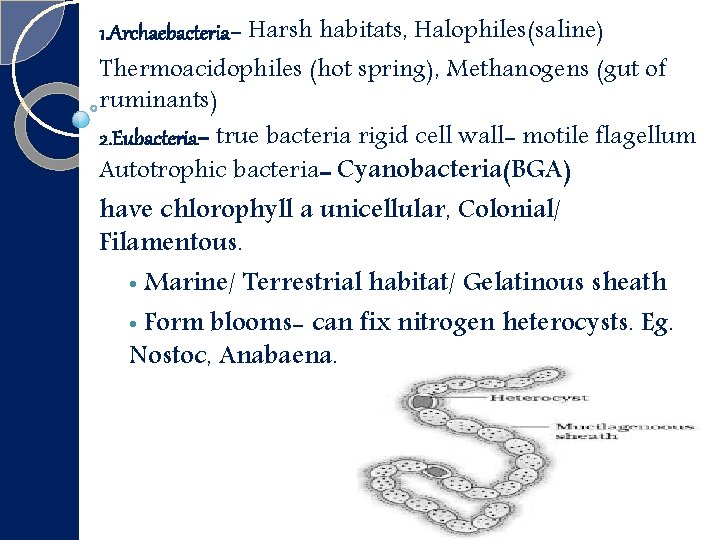 1. Archaebacteria- Harsh habitats, Halophiles(saline) Thermoacidophiles (hot spring), Methanogens (gut of ruminants) 2. Eubacteria-