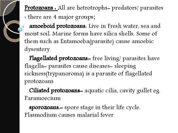 Protozoans : All are hetrotrophs- predators/ parasites • there are 4 major groups; amoeboid