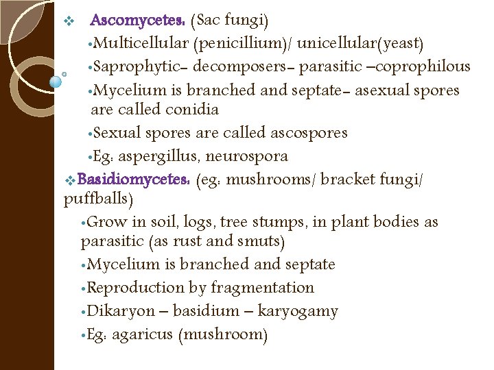 Ascomycetes: (Sac fungi) • Multicellular (penicillium)/ unicellular(yeast) • Saprophytic- decomposers- parasitic –coprophilous • Mycelium