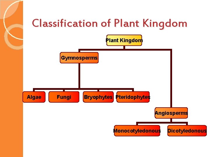 Classification of Plant Kingdom Gymnosperms Algae Fungi Bryophytes Pteridophytes Angiosperms Monocotyledonous Dicotyledonous 
