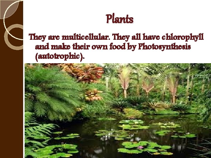 Plants They are multicellular. They all have chlorophyll and make their own food by
