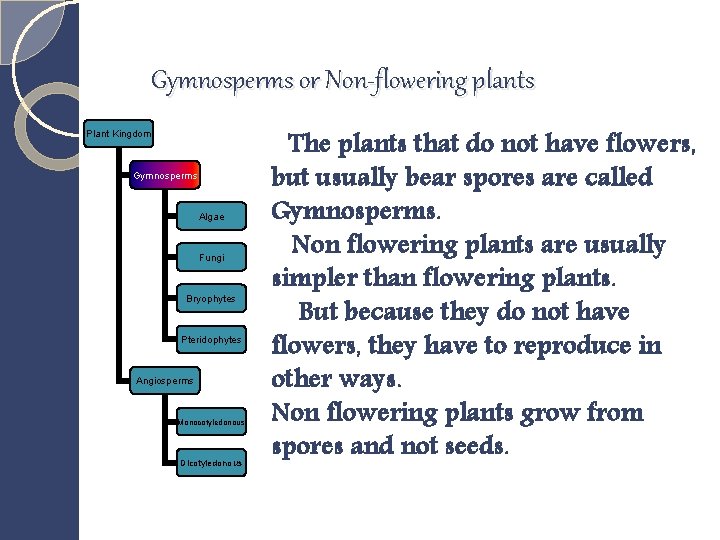 Gymnosperms or Non-flowering plants Plant Kingdom Gymnosperms Algae Fungi Bryophytes Pteridophytes Angiosperms Monocotyledonous Dicotyledonous