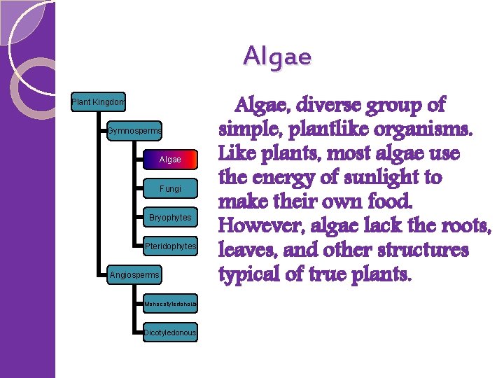 Algae Plant Kingdom Gymnosperms Algae Fungi Bryophytes Pteridophytes Angiosperms Monocotyledonous Dicotyledonous Algae, diverse group